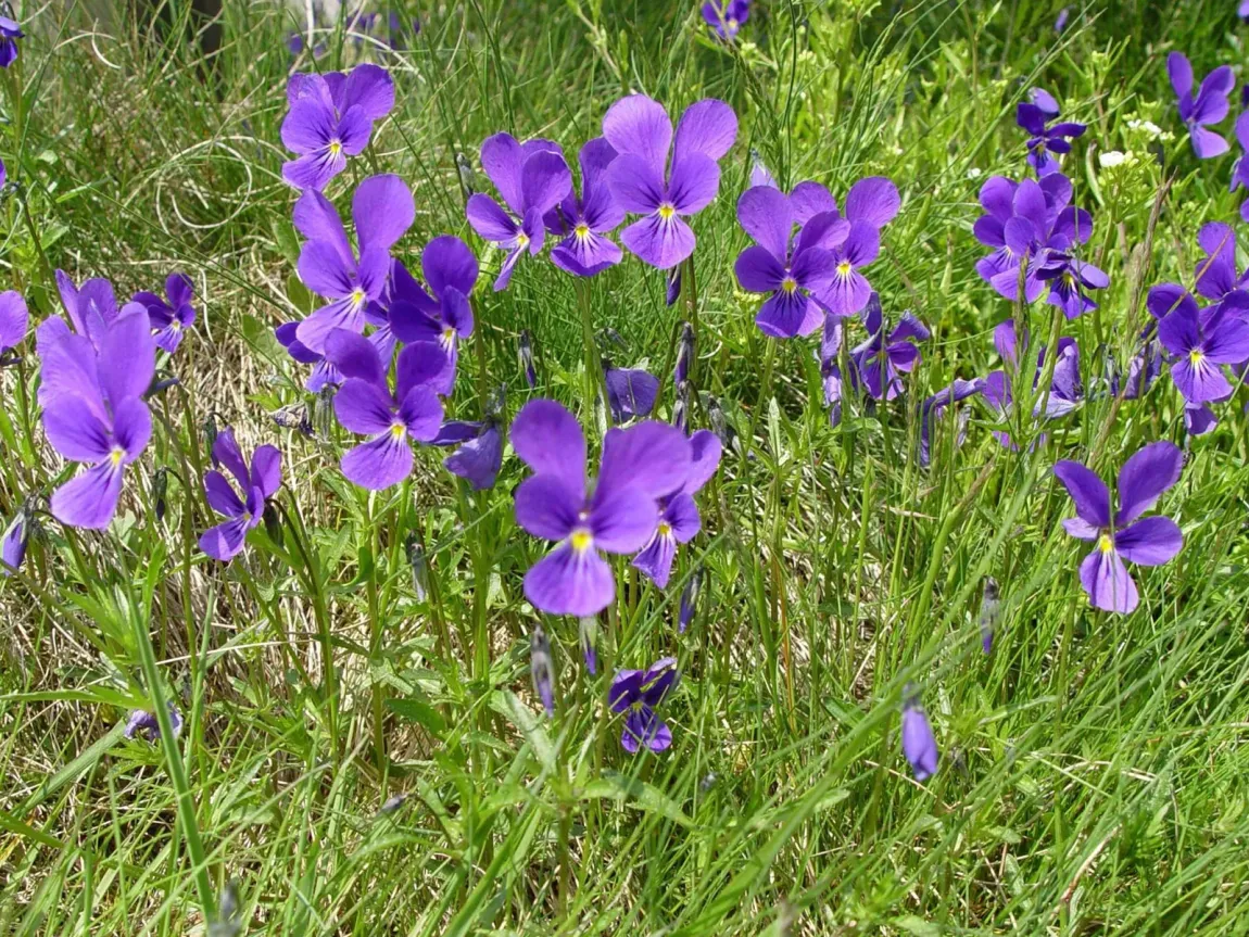 sintfeld höhenweg wanderweg etappe 5